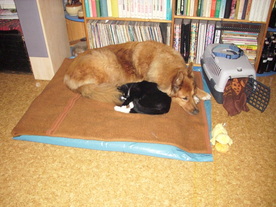 2010-06-04/DSCI6435.JPG