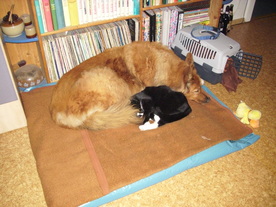 2010-06-04/DSCI6436.JPG