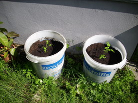 2010-06-04/DSCI6520.JPG