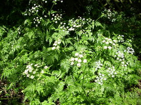 2010-06-04/DSCI6549.JPG