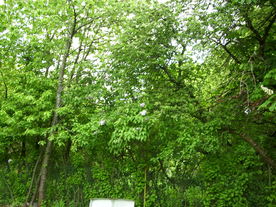 2010-06-04/DSCI6551.JPG