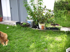 2010-06-04/DSCI6570.JPG