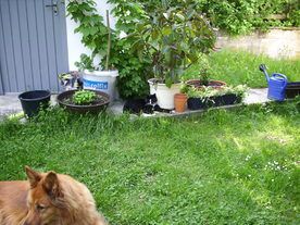 2010-06-04/DSCI6575.JPG