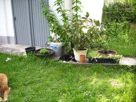 2010-06-04/DSCI6580.JPG