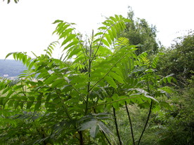 2010-07-01/DSCI6597.JPG