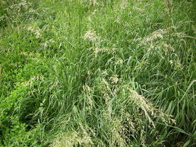 2010-07-01/DSCI6602.JPG