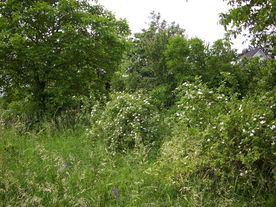 2010-07-01/DSCI6603.JPG