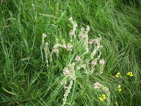 2010-07-01/DSCI6606.JPG