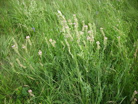 2010-07-01/DSCI6607.JPG