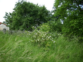 2010-07-01/DSCI6610.JPG