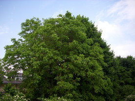 2010-07-01/DSCI6619.JPG