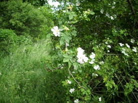 2010-07-01/DSCI6624.JPG
