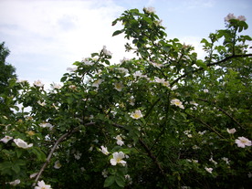2010-07-01/DSCI6625.JPG