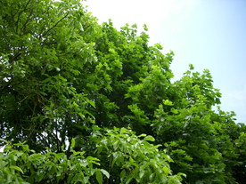 2010-07-01/DSCI6626.JPG