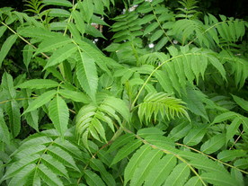 2010-07-01/DSCI6627.JPG