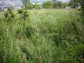 2010-07-01/DSCI6628.JPG
