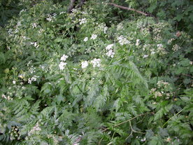 2010-07-01/DSCI6630.JPG