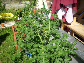 2010-07-01/DSCI6646.JPG