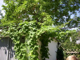 2010-07-01/DSCI6647.JPG
