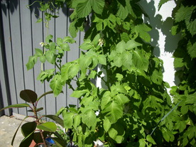 2010-07-01/DSCI6648.JPG