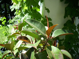 2010-07-01/DSCI6650.JPG