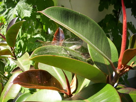 2010-07-01/DSCI6651.JPG