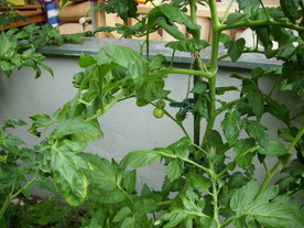 2010-08-24/DSCI6656.JPG