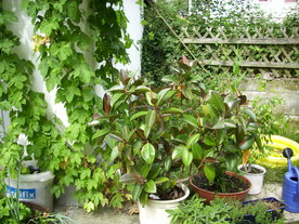 2010-08-24/DSCI6658.JPG