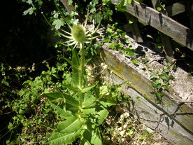 2010-08-24/DSCI6667.JPG