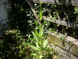 2010-08-24/DSCI6668.JPG