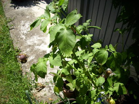 2010-08-24/DSCI6672.JPG