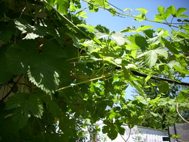 2010-08-24/DSCI6673.JPG