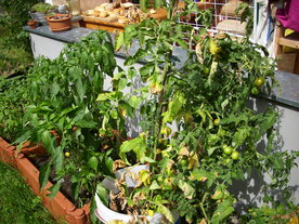 2010-08-24/DSCI6740.JPG