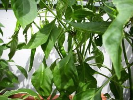 2010-08-24/DSCI6741.JPG