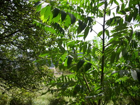 2010-08-24/DSCI6747.JPG