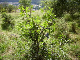 2010-08-24/DSCI6750.JPG