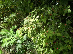 2010-08-24/DSCI6751.JPG