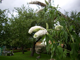 2010-08-24/DSCI6763.JPG