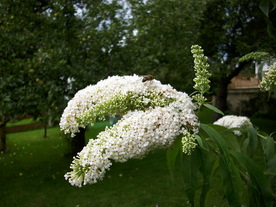 2010-08-24/DSCI6764.JPG