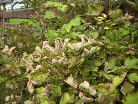 2010-08-24/DSCI6765.JPG