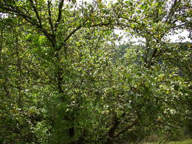 2010-08-24/DSCI6768.JPG