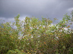 2010-08-24/DSCI6773.JPG