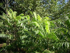 2010-10-09/DSCI6879b.JPG