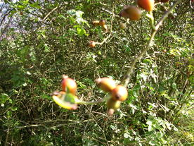 2010-10-09/DSCI6883.JPG
