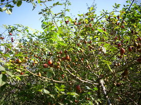2010-10-09/DSCI6884.JPG