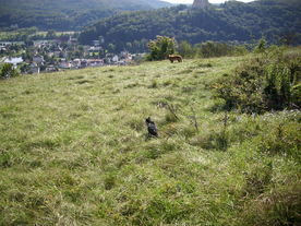 2010-10-09/DSCI6913.JPG