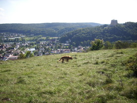 2010-10-09/DSCI6925.JPG